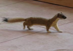 Weasel visitor